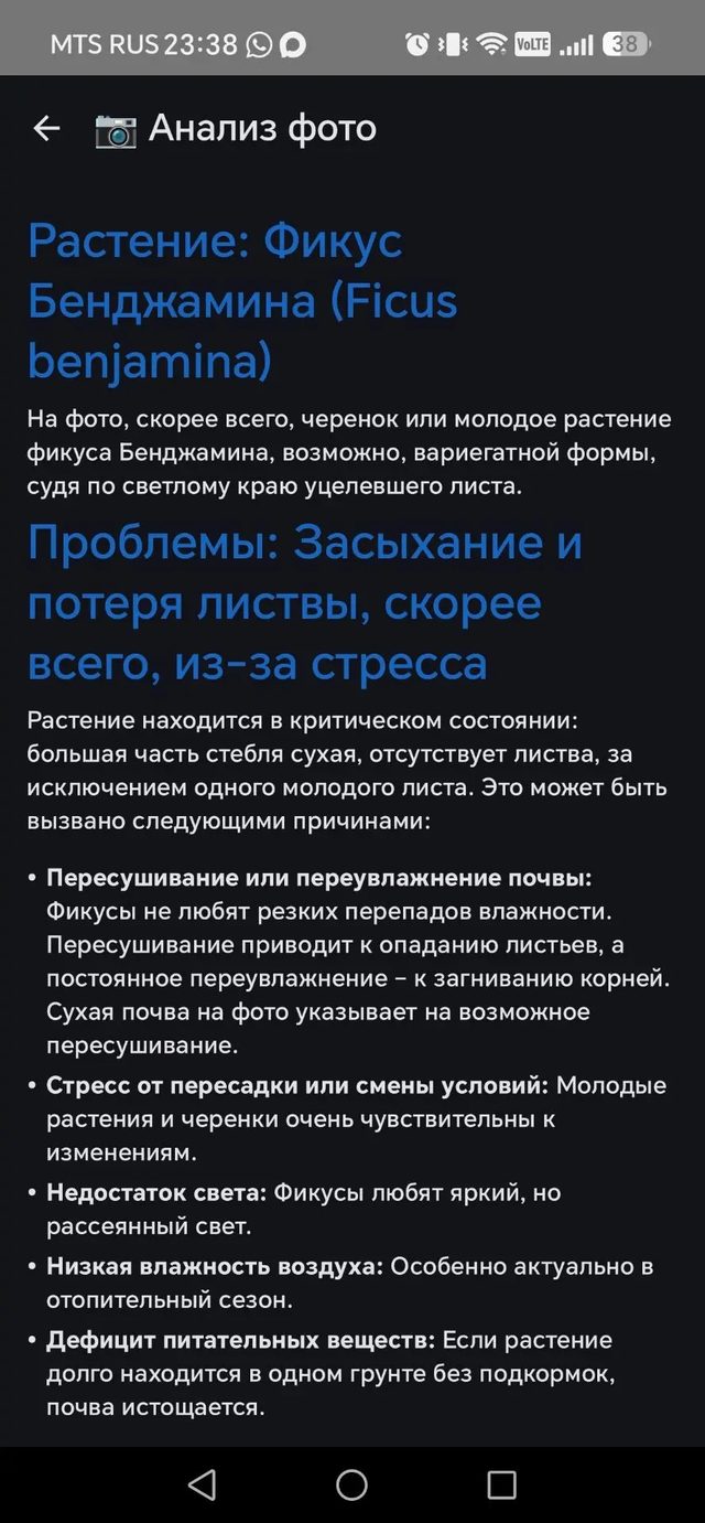 Настоящее фото: замиокулькас в белом горшке